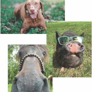 Virtual: Woof, Neigh, Oink: Including Animals in Therapy (AAT) - April 24, 2026